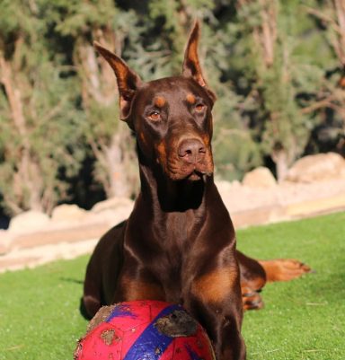 CH SANT KREAL MISTRAL-ZAIRA